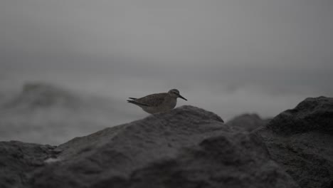 This-clip-features-a-wood-sandpiper-looking-for-food,-enduring-stormy-weather-on-breakwater-rocks