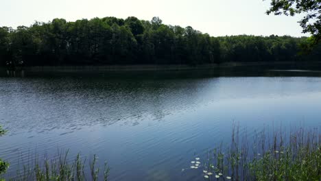 Drone-flight-from-the-shore-into-the-lake,-view-of-water-surface-and-island-emerging-from-behind-the-trees