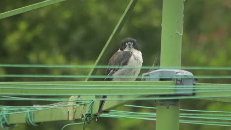 Pájaro-Carnicero-Mirando-A-Su-Alrededor-Posado-En-Un-Tendedero-Lloviendo-Australia-Gippsland-Maffra-Victoria-Durante-El-Día