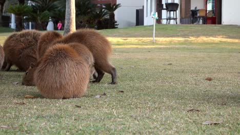 Gruppe-Von-Wasserschweinen-Fressen-Gras-In-Einer-Wohnanlage-In-Brasilia,-Brasilien