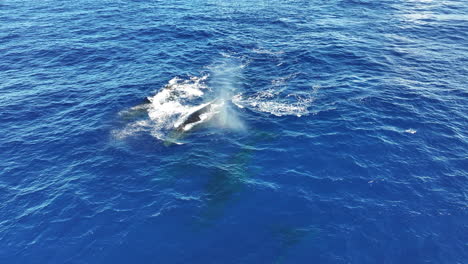 Drone-Shot-of-Humpback-Whales-Swimming-and-Spraying-Water-in-Blue-Ocean