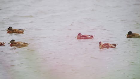 Telephoto-view-of-Mallard-duck-family-floating-in-waters-of-Groenzoom-Netherlands-in-slow-motion