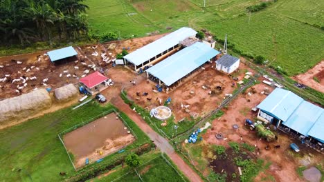 Drone-headshot-of-Miniature-Cow-Farm-in-Andhra-Pradesh-State,-India