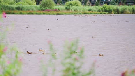 Mallard-duck-family-floats-in-waters-of-Groenzoom-Netherlands-in-slow-motion