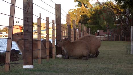 capybaras-passing-under-condominium-fence-towards-the-lake-Paranoa