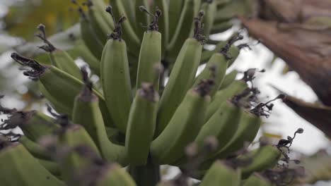 Vista-De-Cerca-De-Un-Racimo-De-Plátanos-Maduros