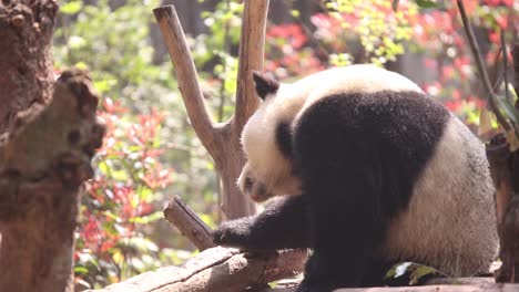 Panda-Gigante-Descansando-En-Un-árbol-En-Chengdu,-China