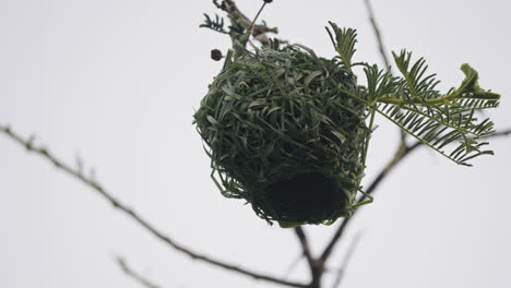 Weaver-bird-building-a-nest-in-a-tree-in-early-morning-in-South-Africa