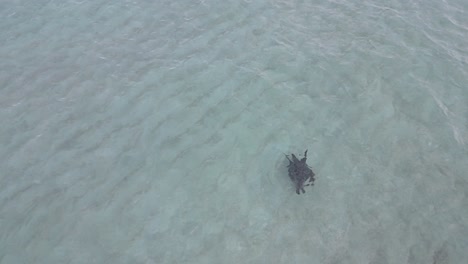 Vista-Aérea-Desde-Abajo-Del-Agua-Cristalina-Del-Océano-Índico-Tomada-Con-Un-Dron-Siguiendo-A-Una-Gran-Tortuga-Nadando-Sola