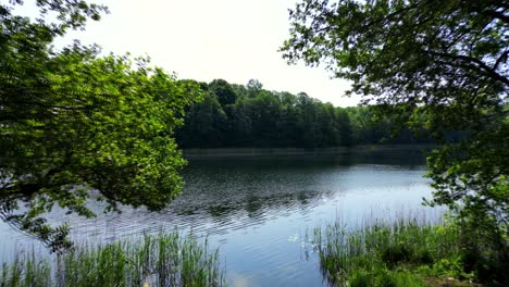 Drohnenflug-Aus-Den-Tiefen-Des-Waldes-Zum-See,-Blick-Auf-Bäume-Auf-Einer-Entfernten-Kleinen-Insel