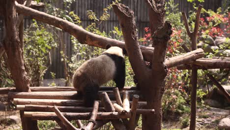 Un-Panda-Gigante-Joven-Trepa-Una-Estructura-De-Madera-En-El-Centro-De-Investigación-De-Pandas-De-Chengdu,-En-China.