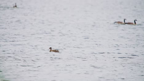 Young-Mallard-duck-floats-and-bobs-head-under-waters-of-Groenzoom-Netherlands-in-slow-motion