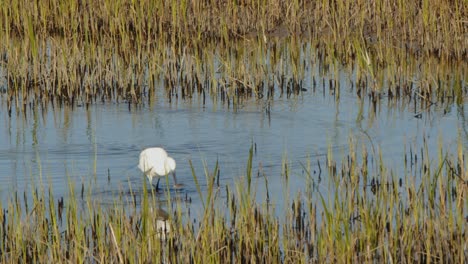 Garceta-Grande-Atrapando-Un-Pez-En-Un-Hábitat-De-Estuario