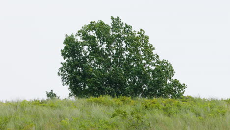 Tree-with-branches-blowing-in-a-strong-wind