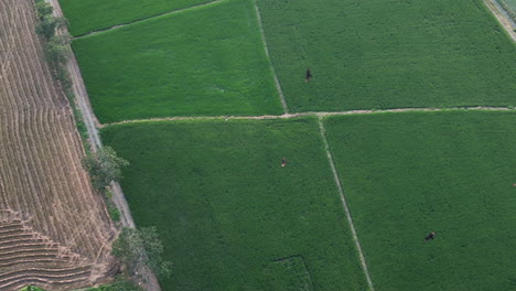 Aerial-Overview-Green-Field-Raptor-Birds-Fly-Over-Ecuador