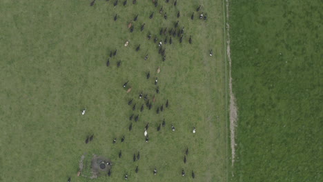 Aerial-birds-eye-view-shot-of-dairy-cows-heading-to-the-milking-sheds-in-New-Zealand-South-island