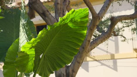 Large-green-tropical-leaf-in-front-of-yellow-building,-Palma-de-Mallorca,-Spain