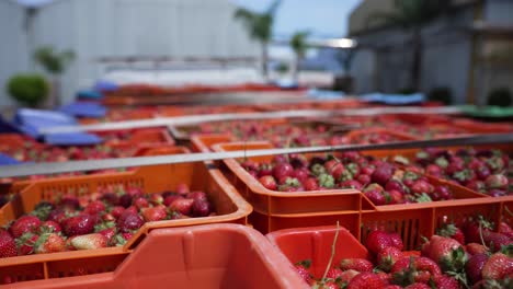 Batches-of-fresh-strawberries-with-leaves-on-being-transported-in-plastic-crates