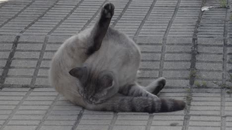 Beautiful-Grey-Cat-Grooming-The-Tail-With-Leg-Up-On-A-SideWalk-In-Summer