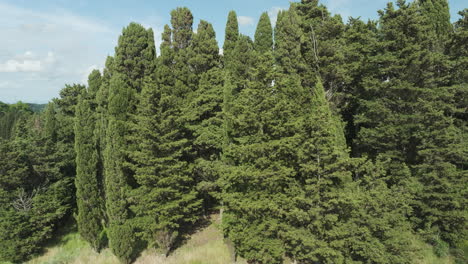 Dense-Deciduous-Trees-Near-Countryside-Town-In-Italy