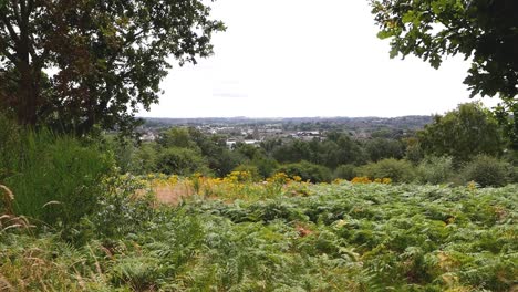 Looking-towards-Red-House-Glass-Cone-across-bracken-and-trees-near-Holy-Trinity-Church