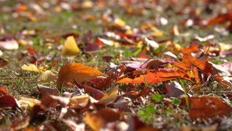 Close-up-wind-sweeping-fallen-leaves-on-the-meadow