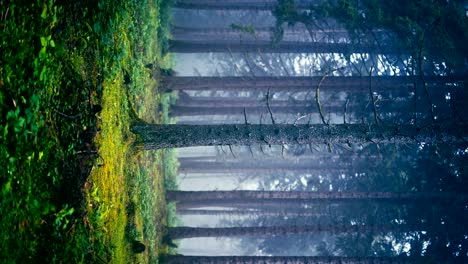 Foggy-morning-in-beautiful-wildlife-forest-,-scenic-nature-landscape