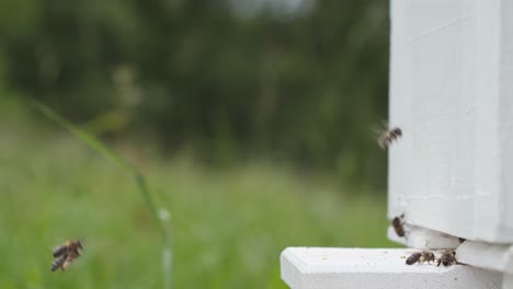 Fleißige-Bienen-Kehren-Zum-Bienenstock-Zurück