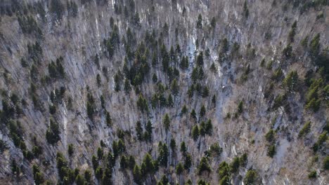 Aerial-view-of-high-trees-in-a-snow-covered-winter-landscape,-revealing-a-forest-canopy