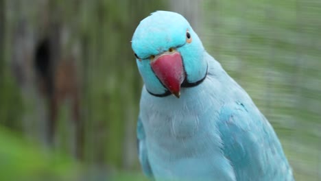 Blue-parrot-with-red-beak-staring-at-camera