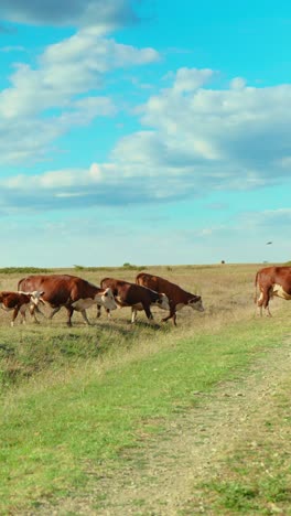 A-peaceful-rural-scene-with-cows-grazing-in-a-green-meadow-under-a-blue-sky