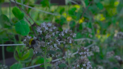 Footage-of-a-bee-gathering-pollen-from-garden-flowers,-oregano-blossom-in-4K