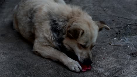 Hund-Frisst-Rohe-Blutige-Knochen