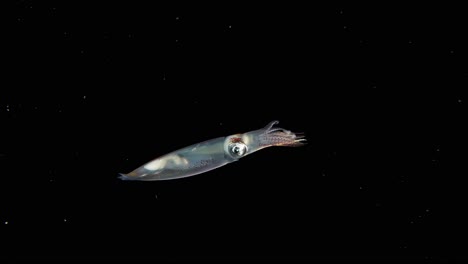 Einzelner-Küstenkalmar-Schwimmt-Im-Schwarzwasser