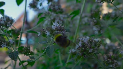 Imágenes-En-Cámara-Lenta-De-Una-Abeja-Recolectando-Polen-Y-Espolvoreando-Flores,-Volando-Hacia-Las-Flores-De-Orégano-En-4k