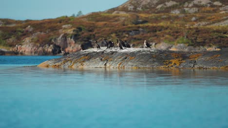 A-flock-of-cormorants-perched-on-rocks,-capturing-the-natural-beauty-and-coastal-scenery