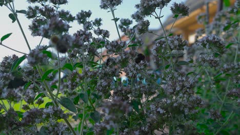 Slow-motion-footage-of-bees-gathering-pollen-from-flowers,-garden-plants-and-moving-around-on-oregano-blossoms