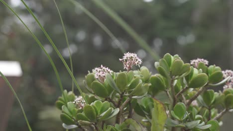 Nahaufnahme-Von-Jadebaum-Crassula-Ovata-Mit-Weißen-Blüten-Im-Freien-An-Der-Frischen-Luft