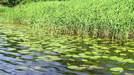 Teich-Mit-Seerosen-Hoch-Aquatischen-Grün-Natürlich-Schöne-Pläne-Büsche