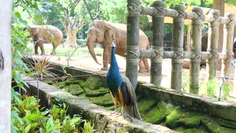 Wildlife-enclosures-Saigon-Zoo,-Elephants,-Peafowl,-Conservation,-Vietnam