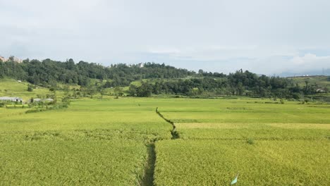 Vista-Del-Paisaje-De-Tierras-De-Cultivo-De-Arroz-Con-Vegetación-En-Nepal