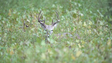 A-large-whitetail-buck-is-barely-visible-as-it-feeds-in-thick-green-brush-in-early-autumn