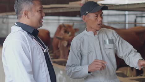 Asian-Mature-Farmer-Discussing-Health-Of-Cows-With-Veterinarian