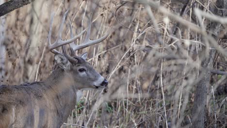 An-impressive-whitetail-buck-with-large-antlers-standing-in-the-forest