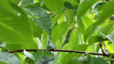 Stock-footage-of-green-leaves-with-water-droplets,-showcasing-the-freshness-of-nature