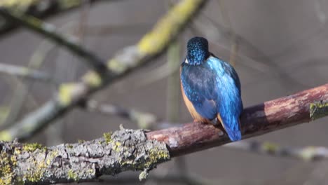 A-Common-Kingfisher--in-the-Reed,-Germany