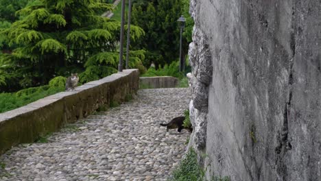 Kopfsteinpflasterweg-Und-Katze-In-Einer-Kleinen-Italienischen-Stadt