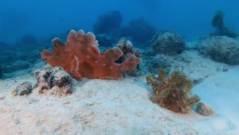 wide-angle-shot-of-Rhinopias-eschmeyeri-and-weedy-scorpionfish-on-underwater-reef-in-Mauritius