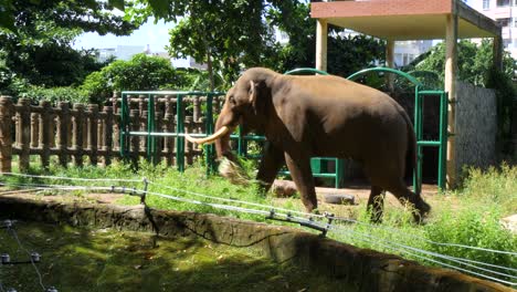 Elephant-feeding-enclosure,-Saigon-Zoo,-Botanical-gardens-location,-Vietnam