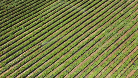 Drone-footage-of-a-large-strawberry-field-with-irrigation-in-progress